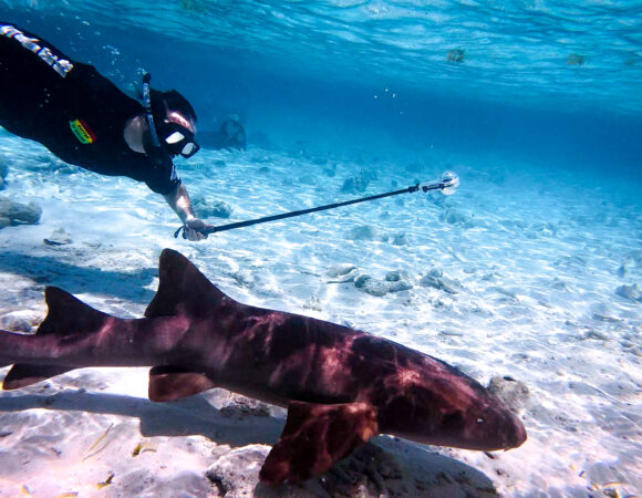 Underwater Encounters 