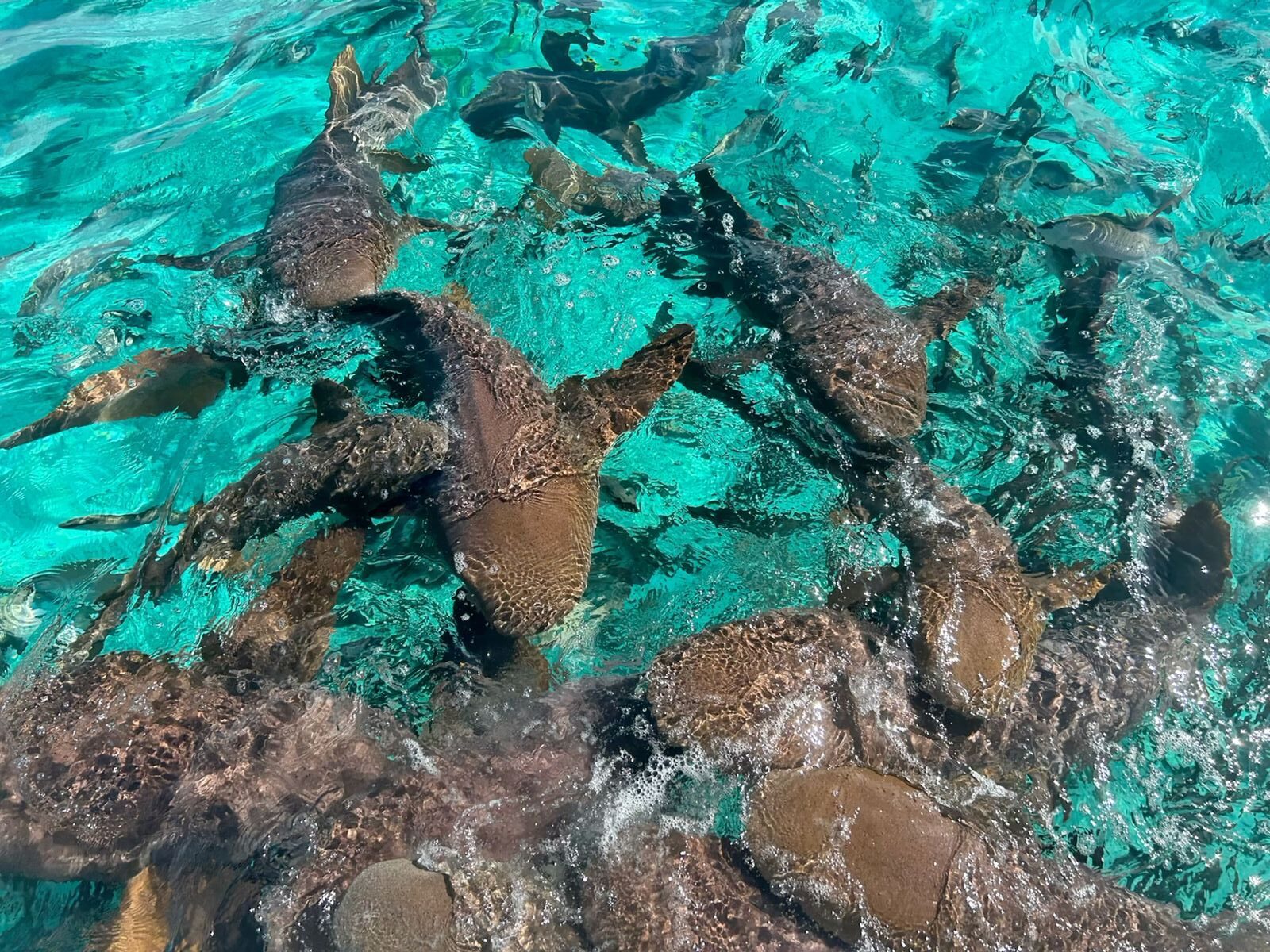 Hol Chan & Shark Ray Alley